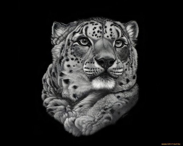 Снежный Барс эскиз