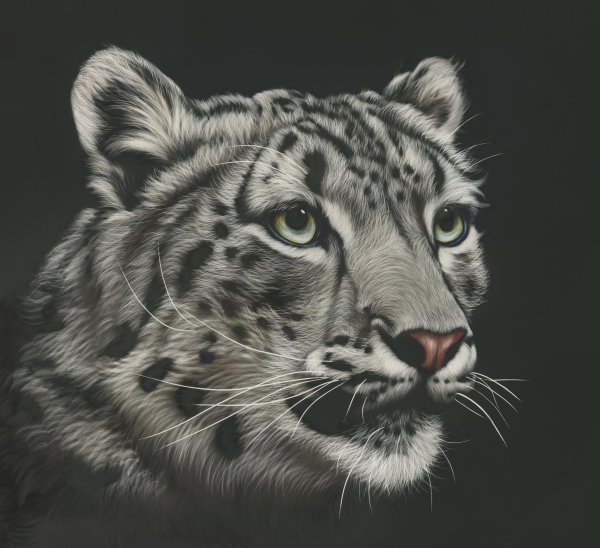 Портреты животных на черном фоне