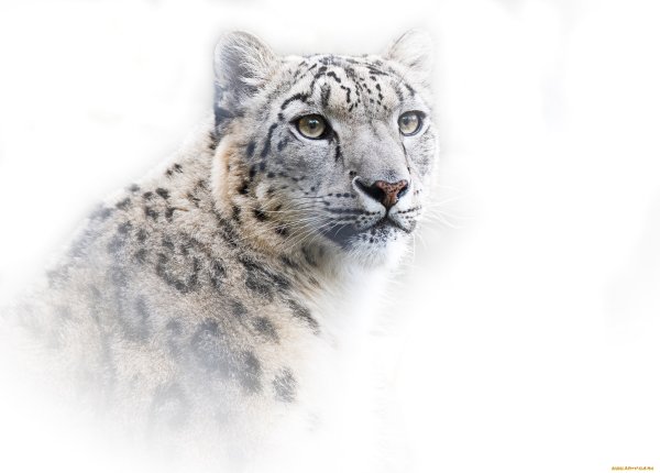 Ирбис на белом фоне