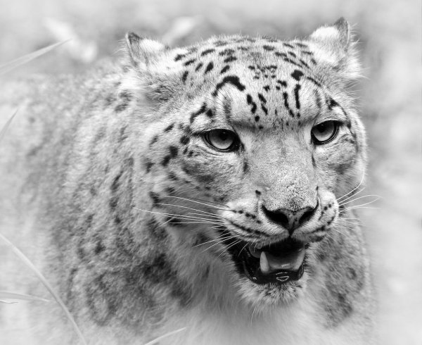 Снежный Барс