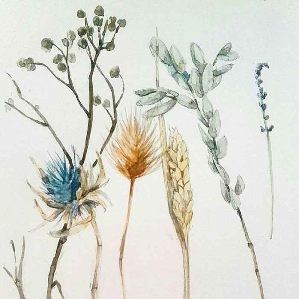 Растения акварелью