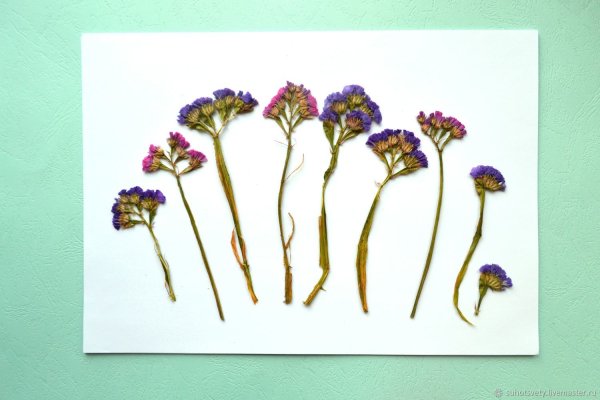 Сухоцветы гербарий