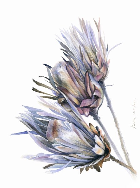 Сухоцветы акварель