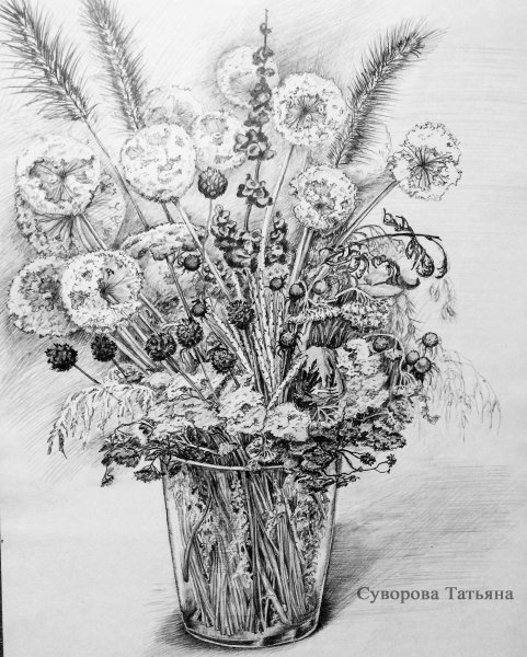 Сухоцветы карандашом