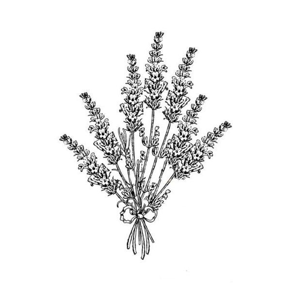 Ветка лаванды Графика