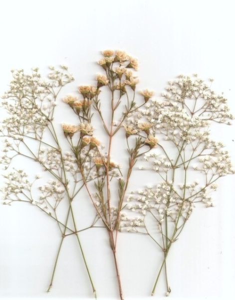 Гипсофила лимониум гербарий