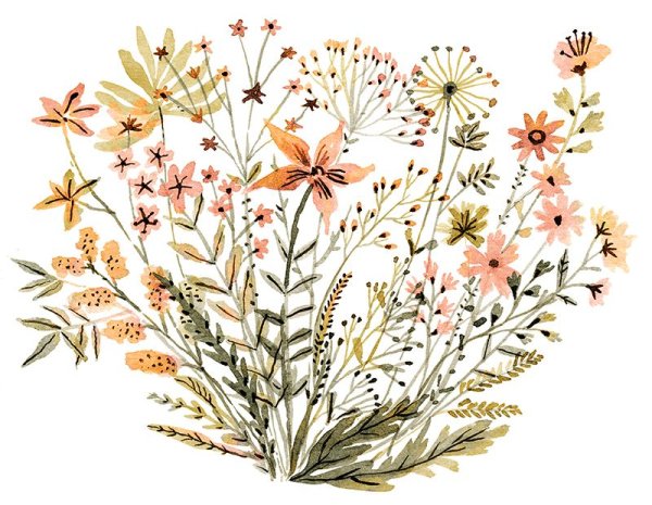 Полевые цветы