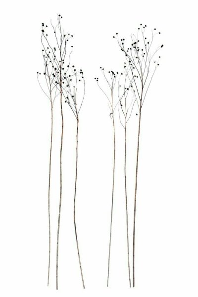 Графические зарисовки трав