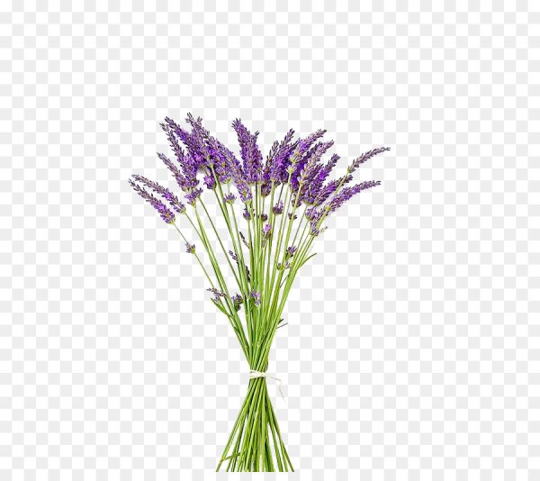 Сухоцветы без фона