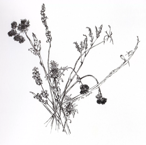 Сухоцветы в графике