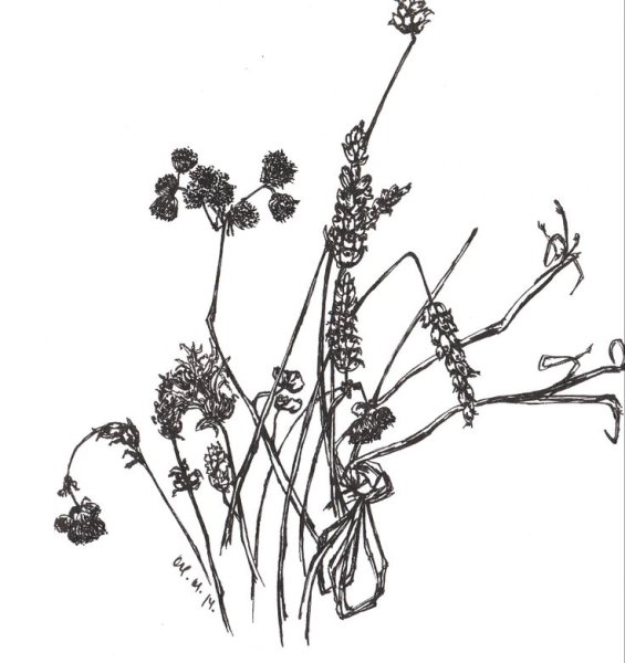 Сухоцветы Графика