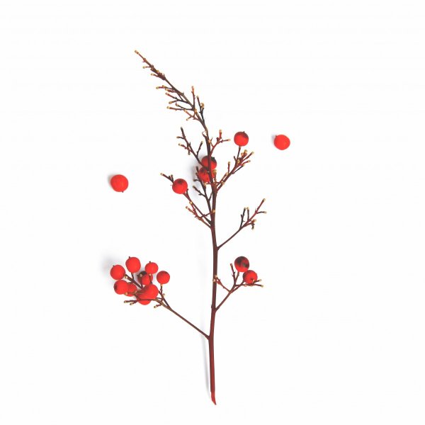 Сухие ветки цветы