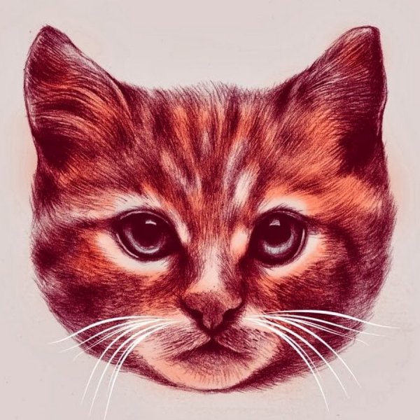 Голова кота