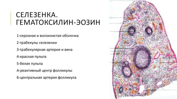 Селезенка окраска гематоксилин-эозином