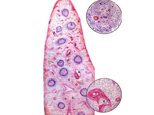 Селезенка гистология препарат