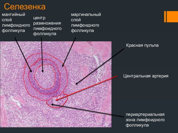 Лимфоидный фолликул гистология