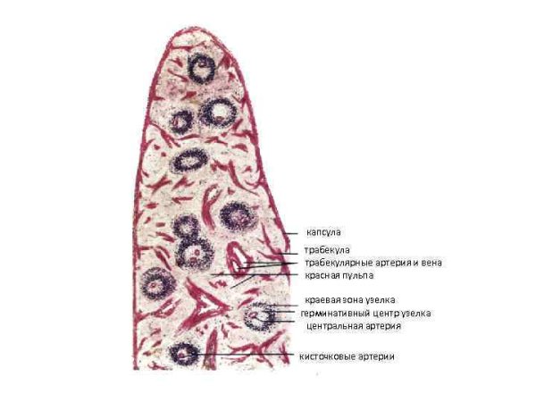 Селезенка гистология препарат