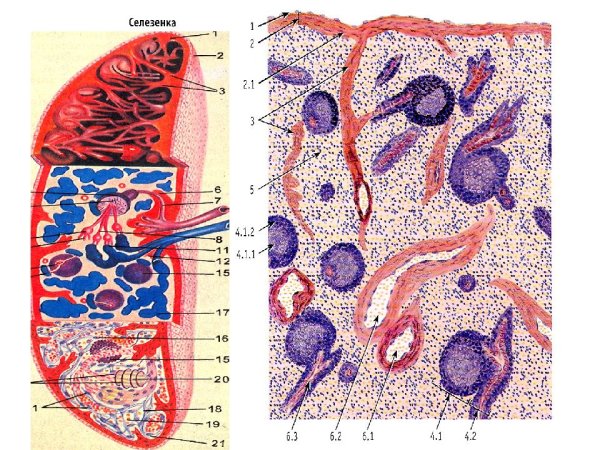 Кроветворная система гистология