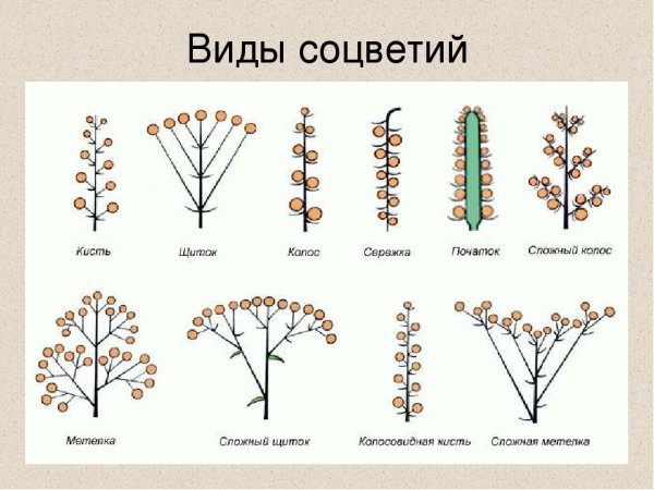 Соцветие кистевидная корзинка