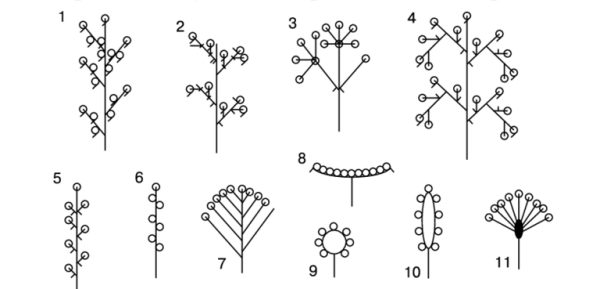 Соцветие (схема строения колоска пшеницы)