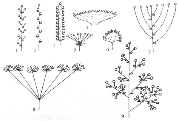 Соцветия покрытосеменных растений