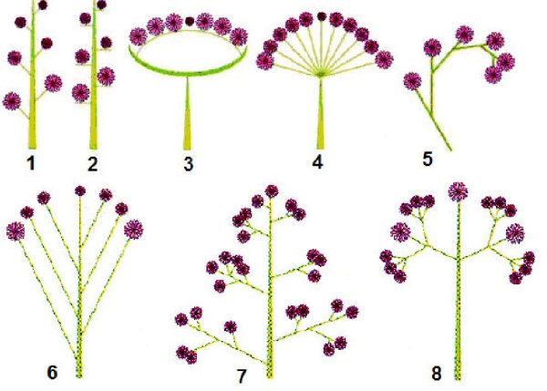 Монохазий и дихазий