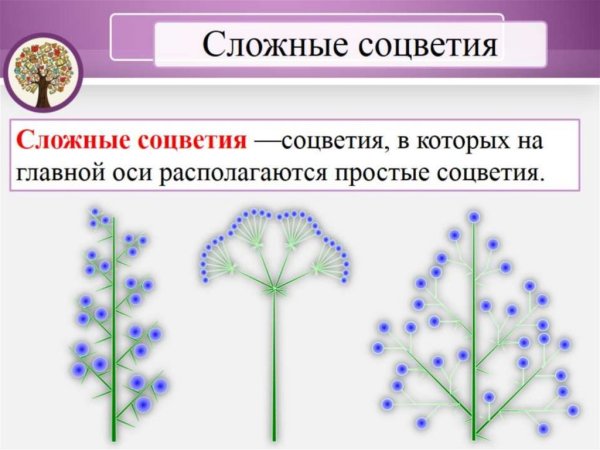 Соцветия метелка зонтик Колос