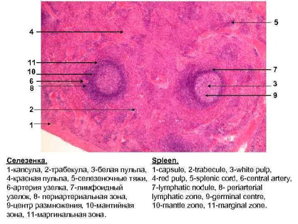 Селезенка гистология препарат