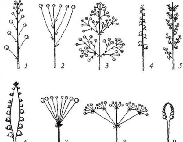 Щитковидно-метельчатые соцветия