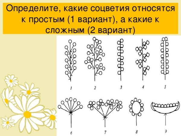 Сложные соцветия рисунок