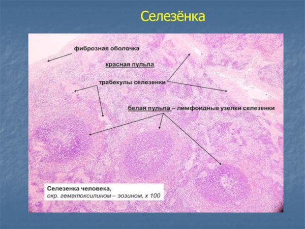 Селезенка гистология препарат