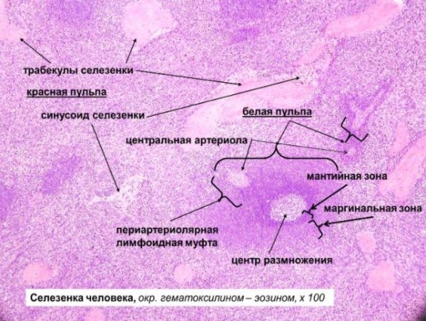 Селезенка гистология препарат