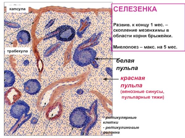 Белая пульпа селезенки гистология