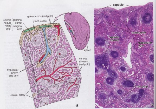 Селезенка гистология