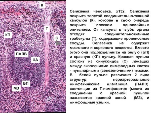 Трабекулы селезенки гистология