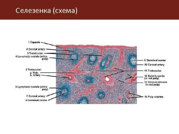 Селезенка гистология схема