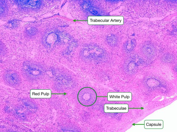 Селезенка микропрепарат гистология