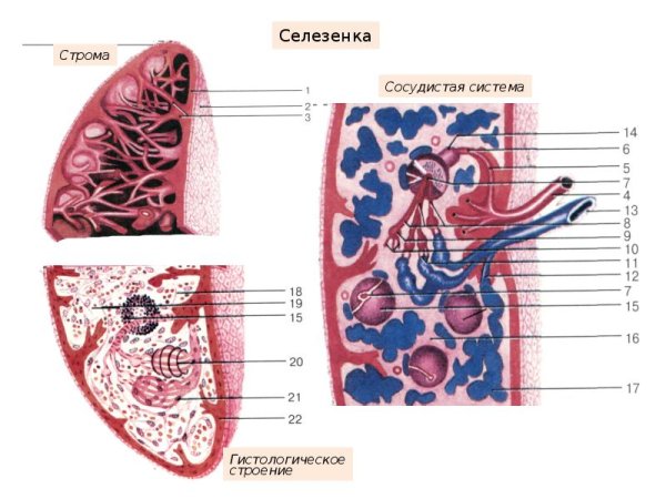 Строма и паренхима селезенки