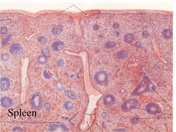 Селезенка гистология препарат