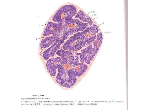 Тимус селезенка лимфатические узлы гистология