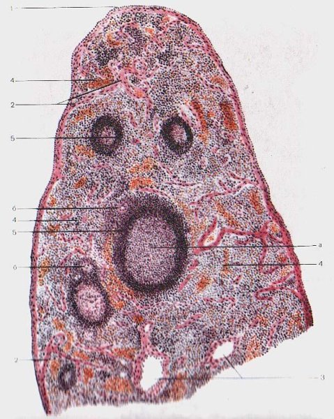 Строение селезенки гистология