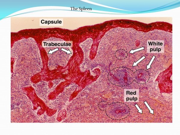 Белая пульпа селезенки гистология