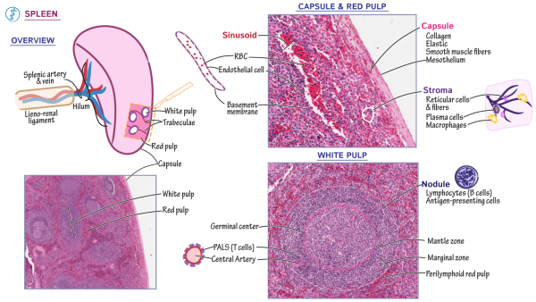 Сепсис селезенка гистология