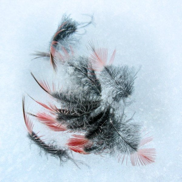 Перья птиц снегиря