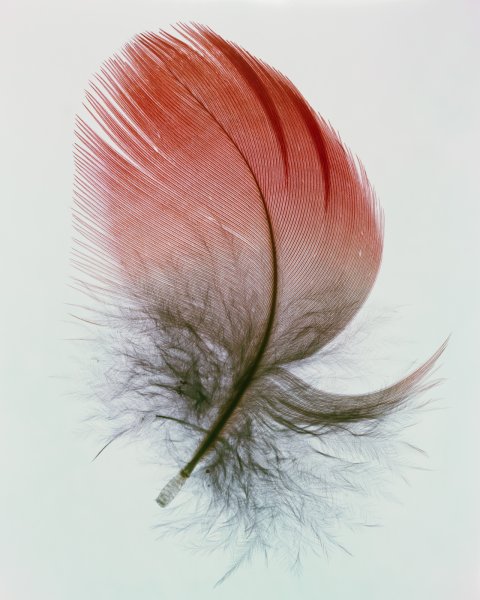 Перышко снегиря