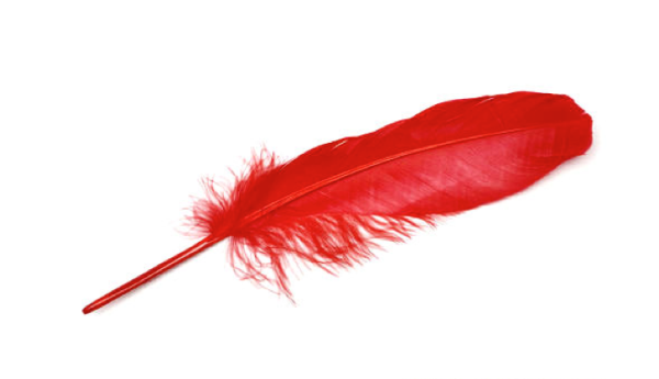 Красное перо на белом фоне
