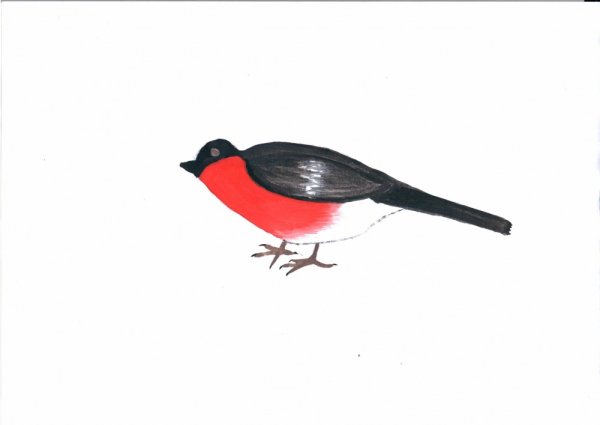 Снегирь схематично