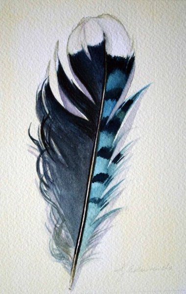 Перо голубой сойки