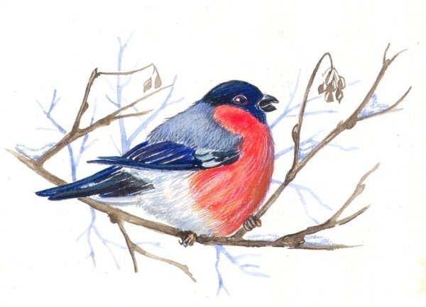 Снегирь рисунок