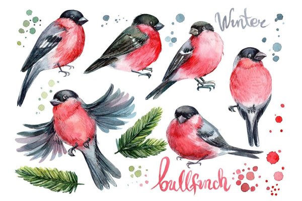 Снегирь рисунок